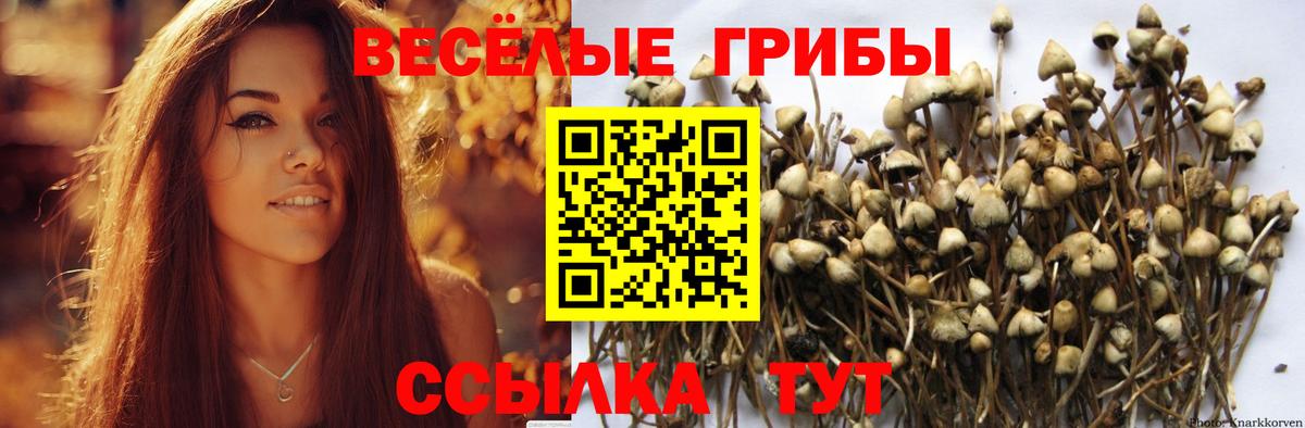 Будённовск  Галлюциногенные грибы MAGIC MUSHROOMS  где купить наркотик  Вход с VPN 